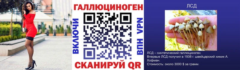 закладка  Полысаево  Псилоцибиновые грибы Psilocybe 